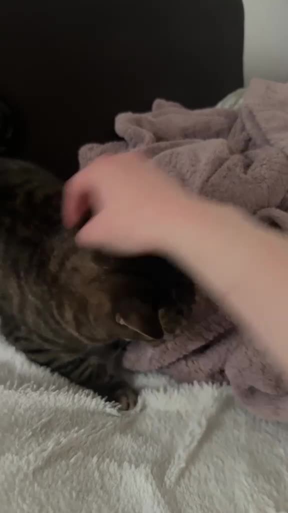 Mixed Breed cats for sale: Beautiful cat looking for loving home  in Isleworth - Video 2
