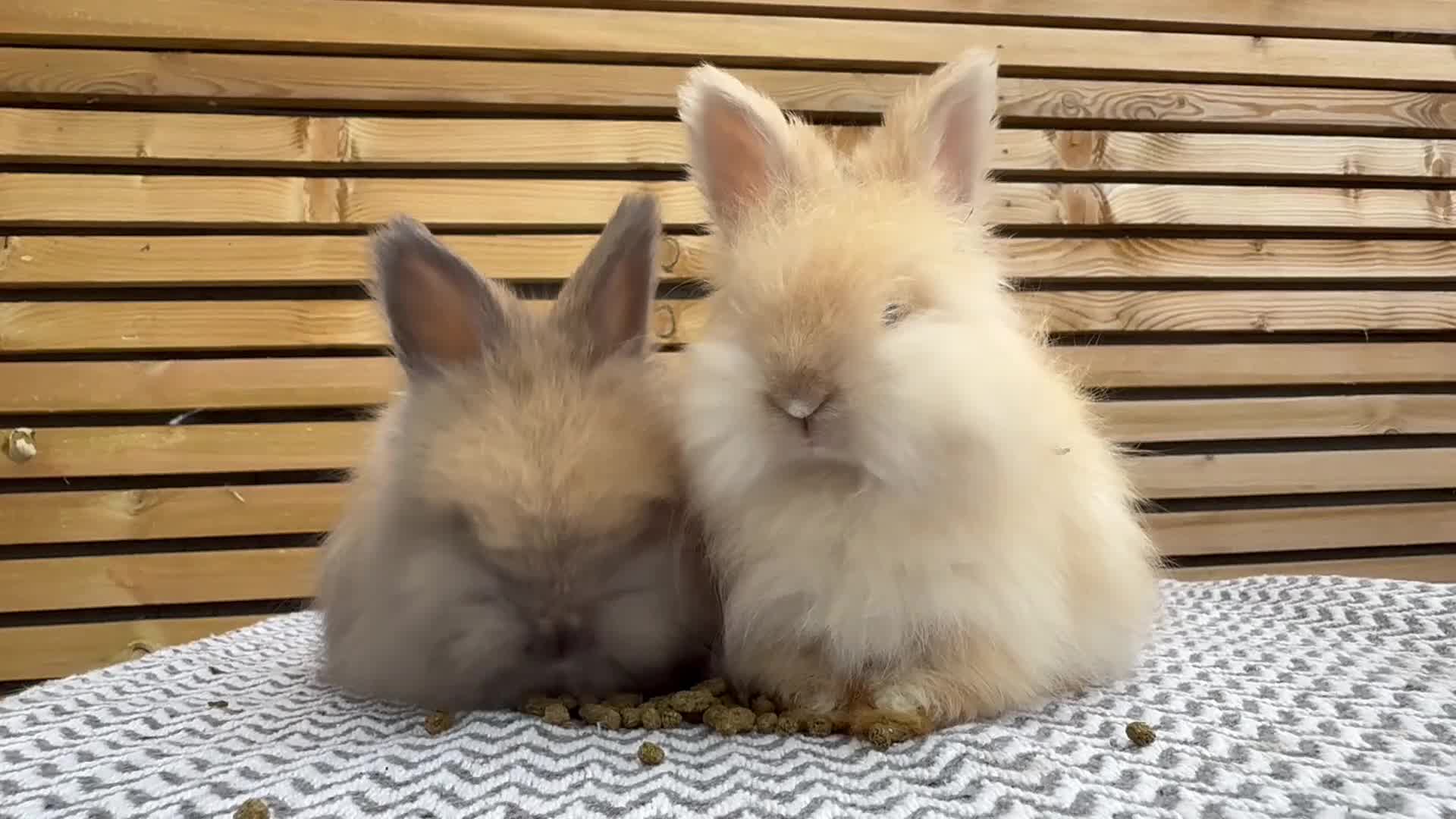 Angora rabbits for sale: Full Face English Angora’s  - Video 2