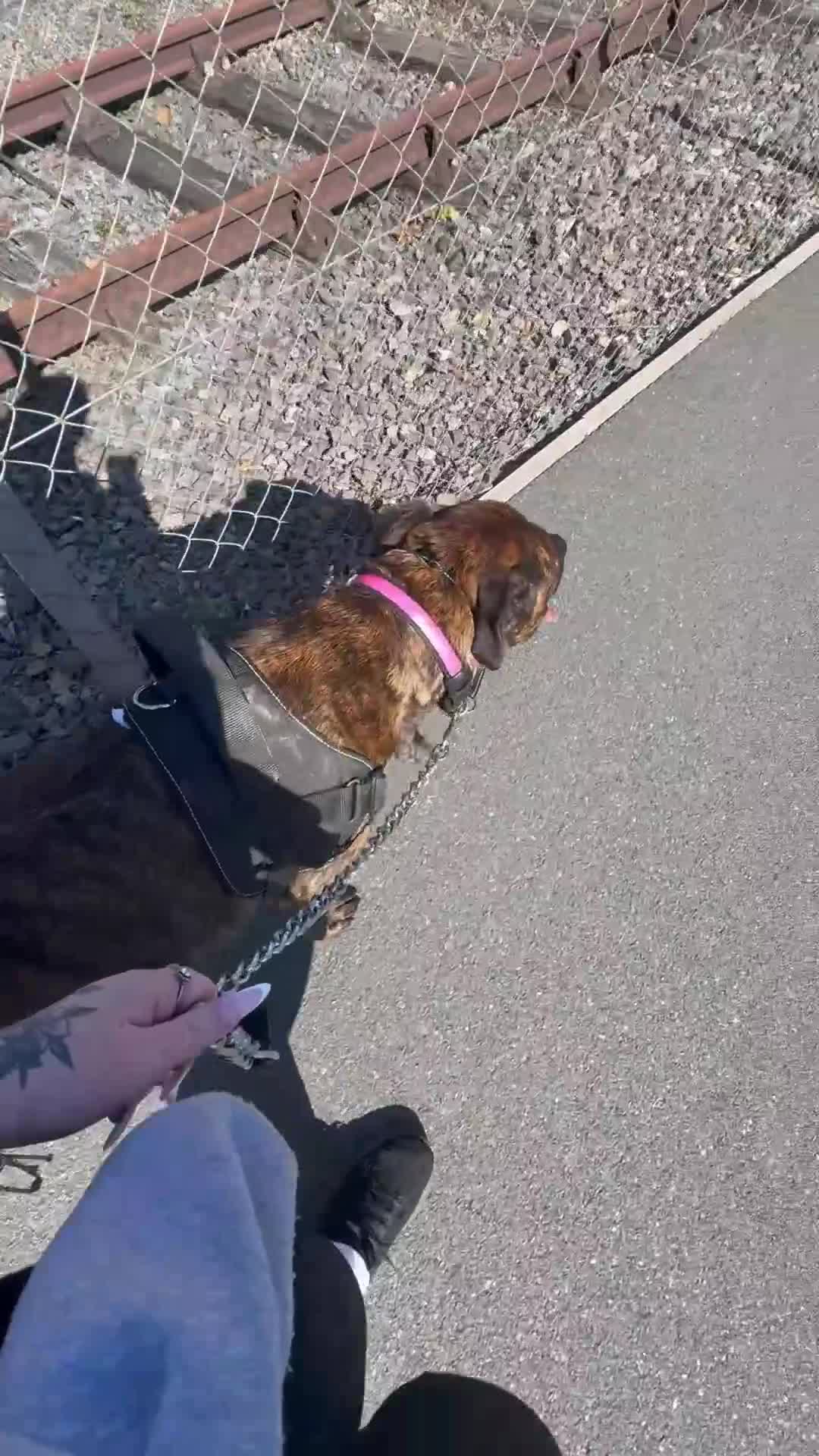 Mixed Breed dogs for sale: Dog for sale - Video 2