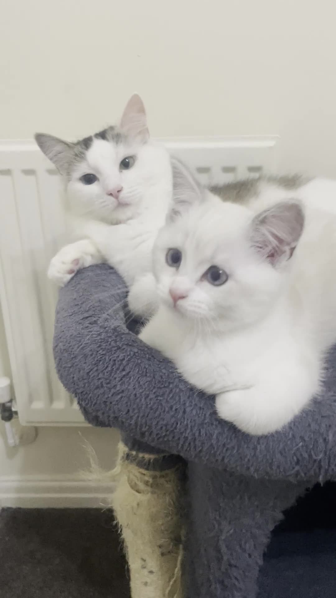 British Shorthair cats for sale: READY NOW,Loving&Playful British Shorthair Kittens - Video 4