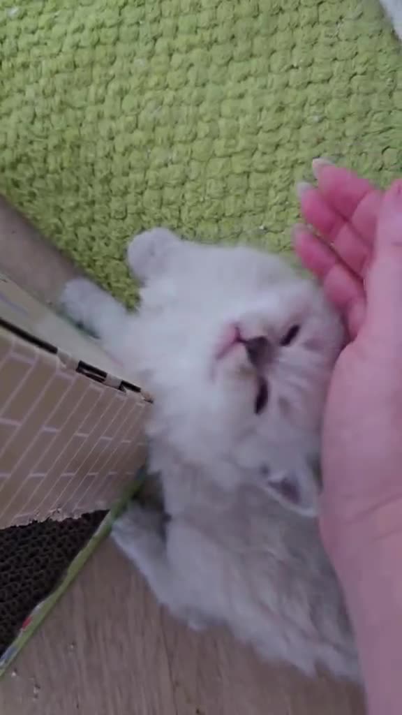 Siberian cats for sale: Beautiful GCCF Neva Masquerade Girl – Figa - Video 1