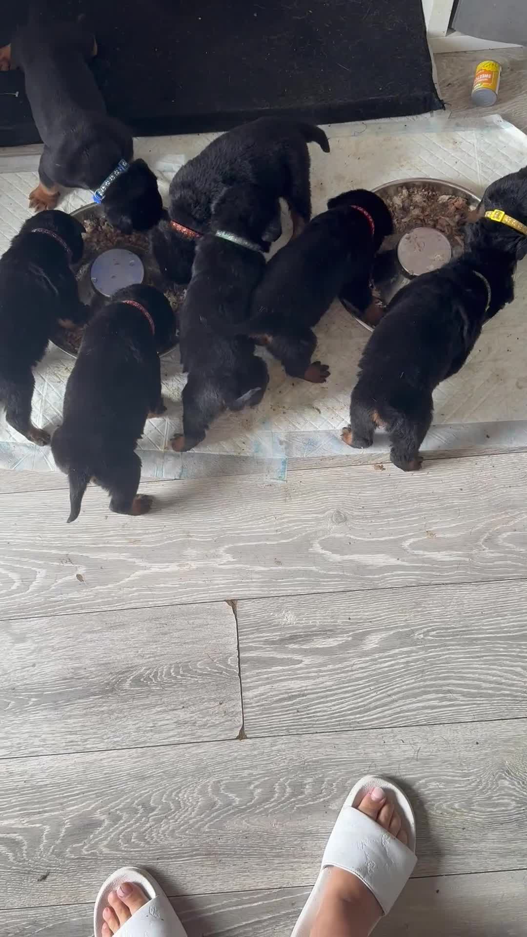 Rottweiler dogs for sale: Absolutely stunning Rottweiler puppies  - Video 4
