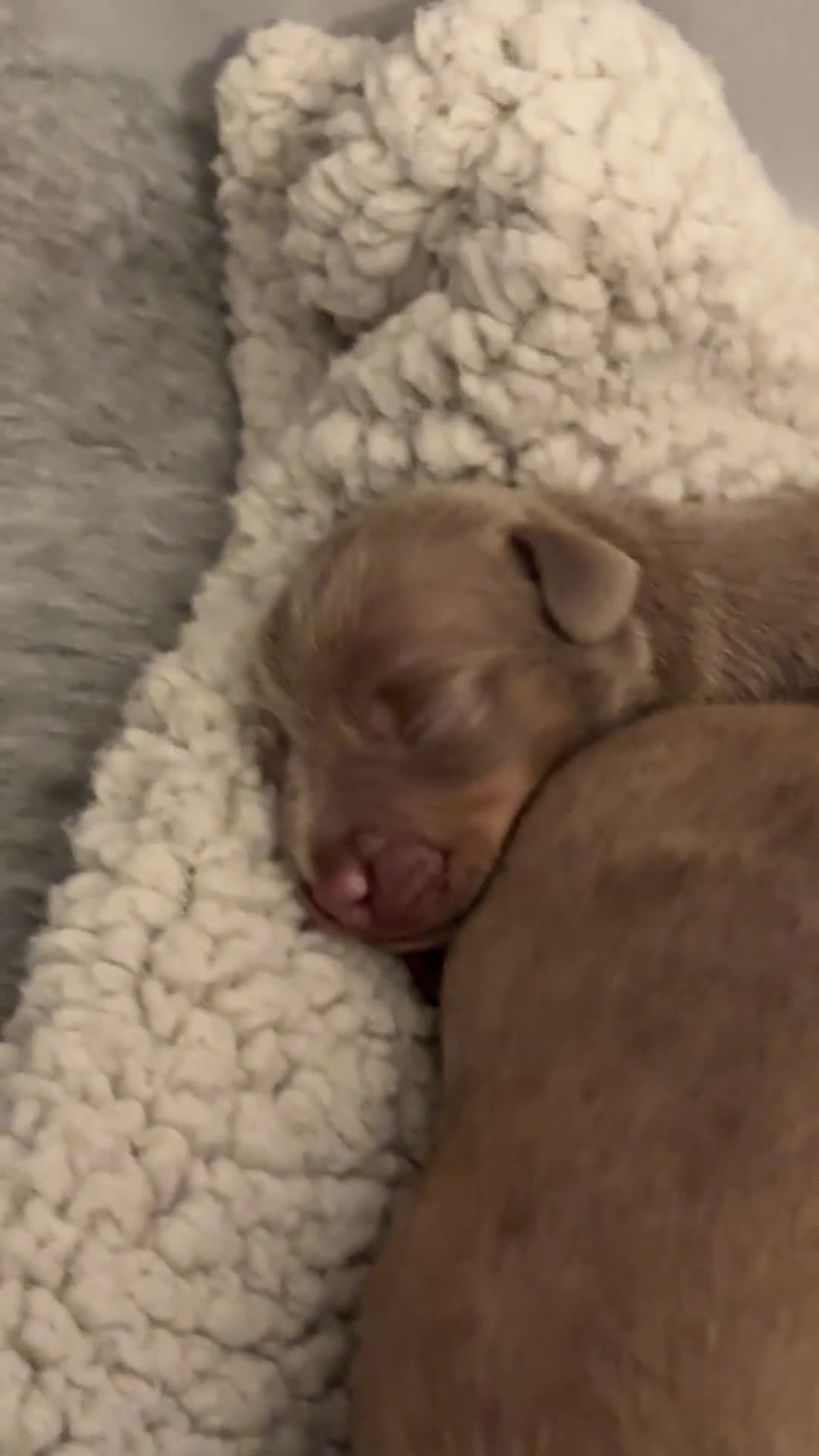 Miniature Dachshund dogs for sale: Miniature Dachshund  - Video 1