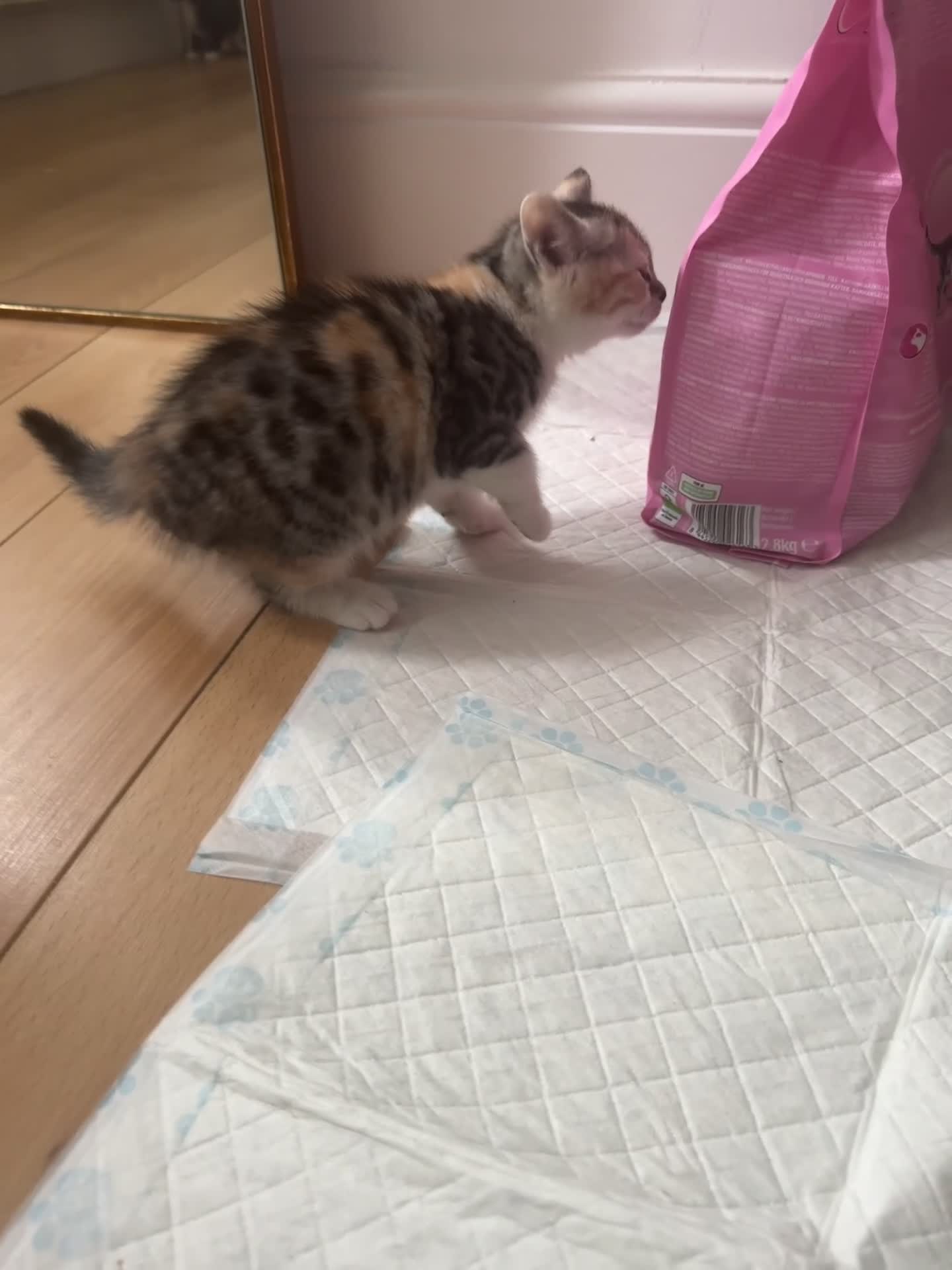 British Shorthair cats for sale: Bengal x British short hair  - Video 2