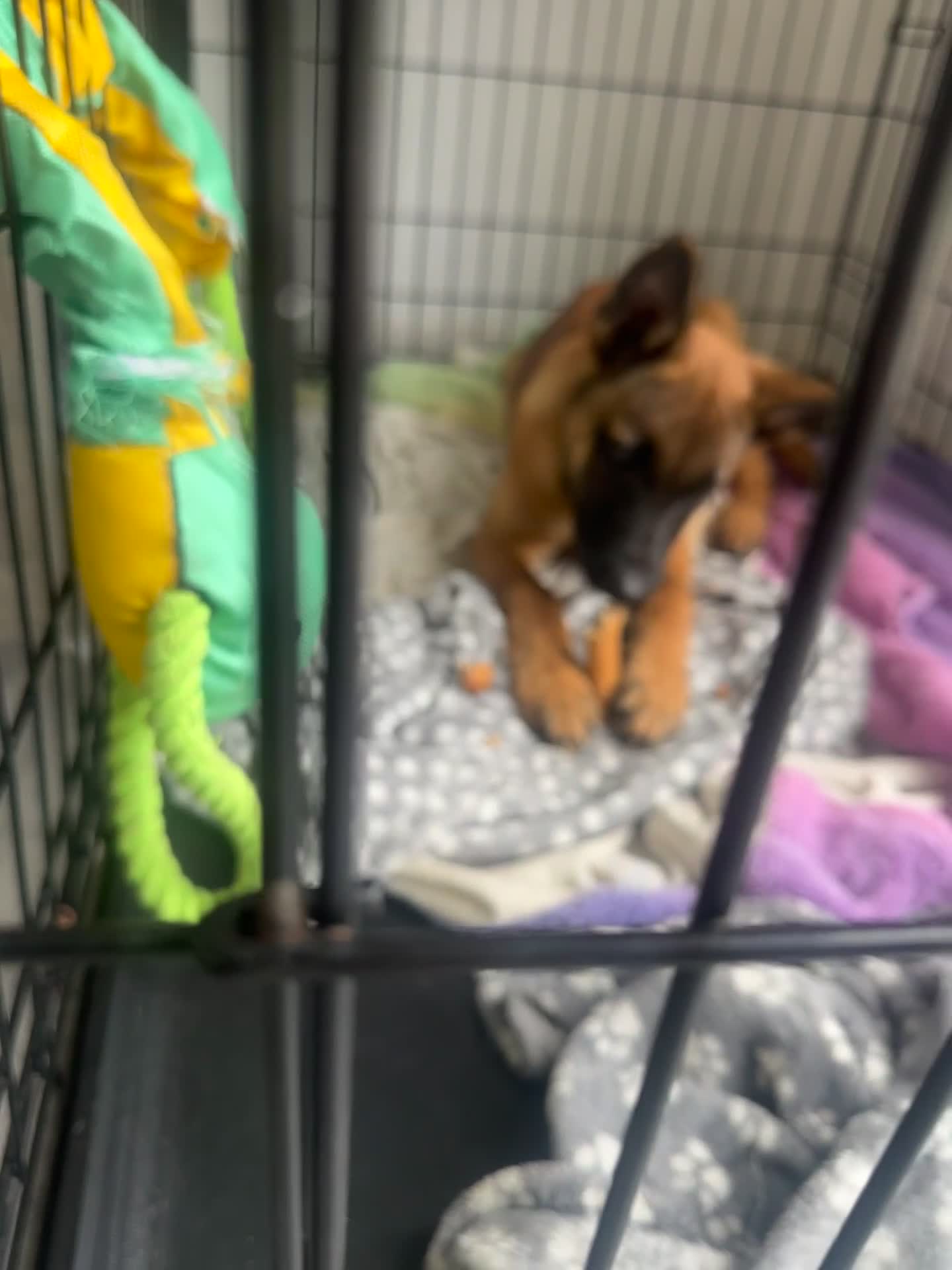 Belgian Shepherd Dog dogs for sale: Belgium malinois  - Video 2