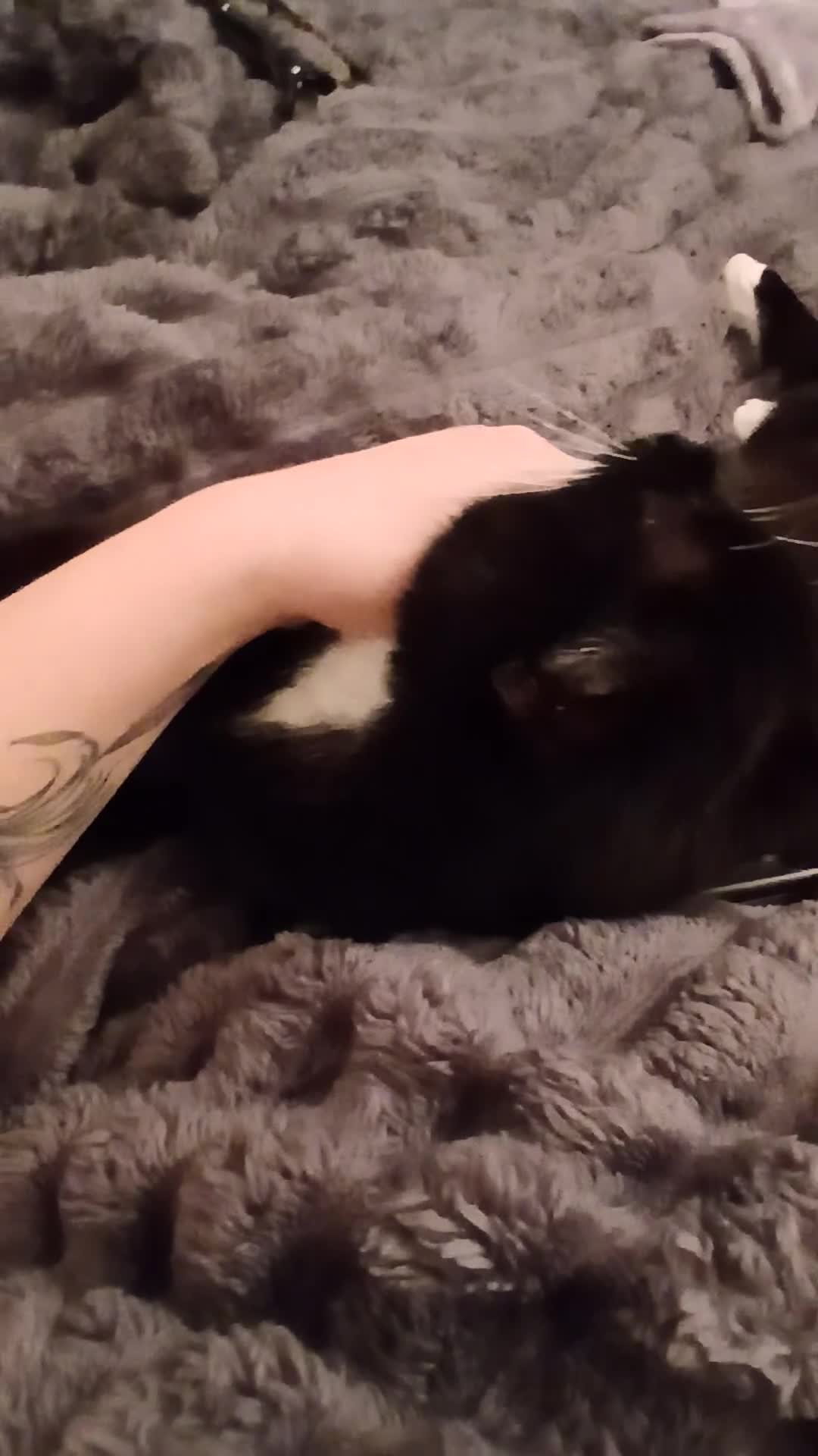 Mixed Breed cats for sale: FOR ADOPTION  in Wigan - Video 1