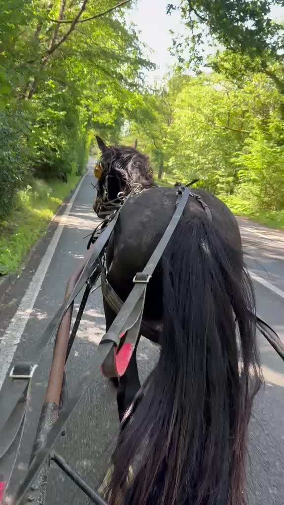 Irish Draught horses for sale: Rolo Irish draught x cob 4yr old gelding in Tilbury - Video 1