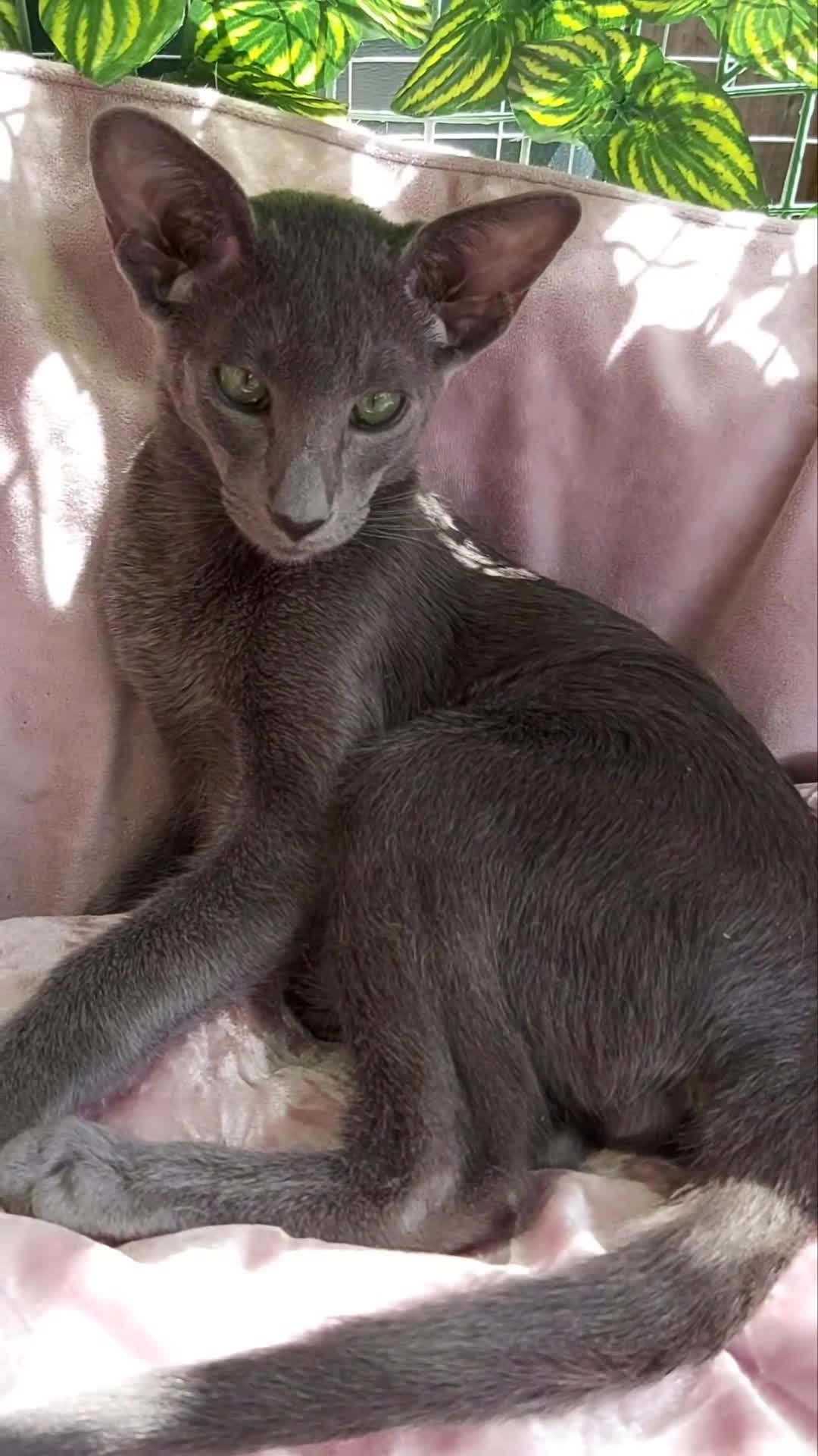 Oriental cats for sale: Full Pedigree Oriental 1 Kitten XL size ears GCCF in Biggleswade - Video 1