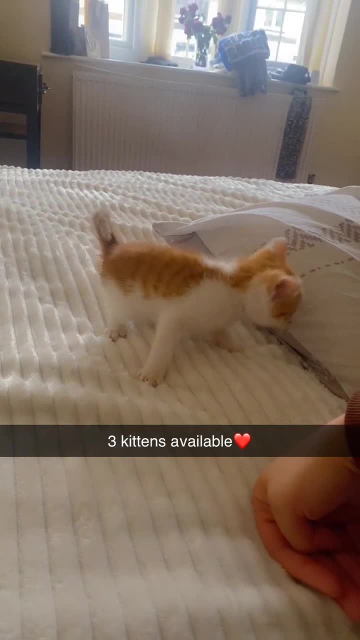 Mixed Breed cats for sale: 3 male kittens - Video 1