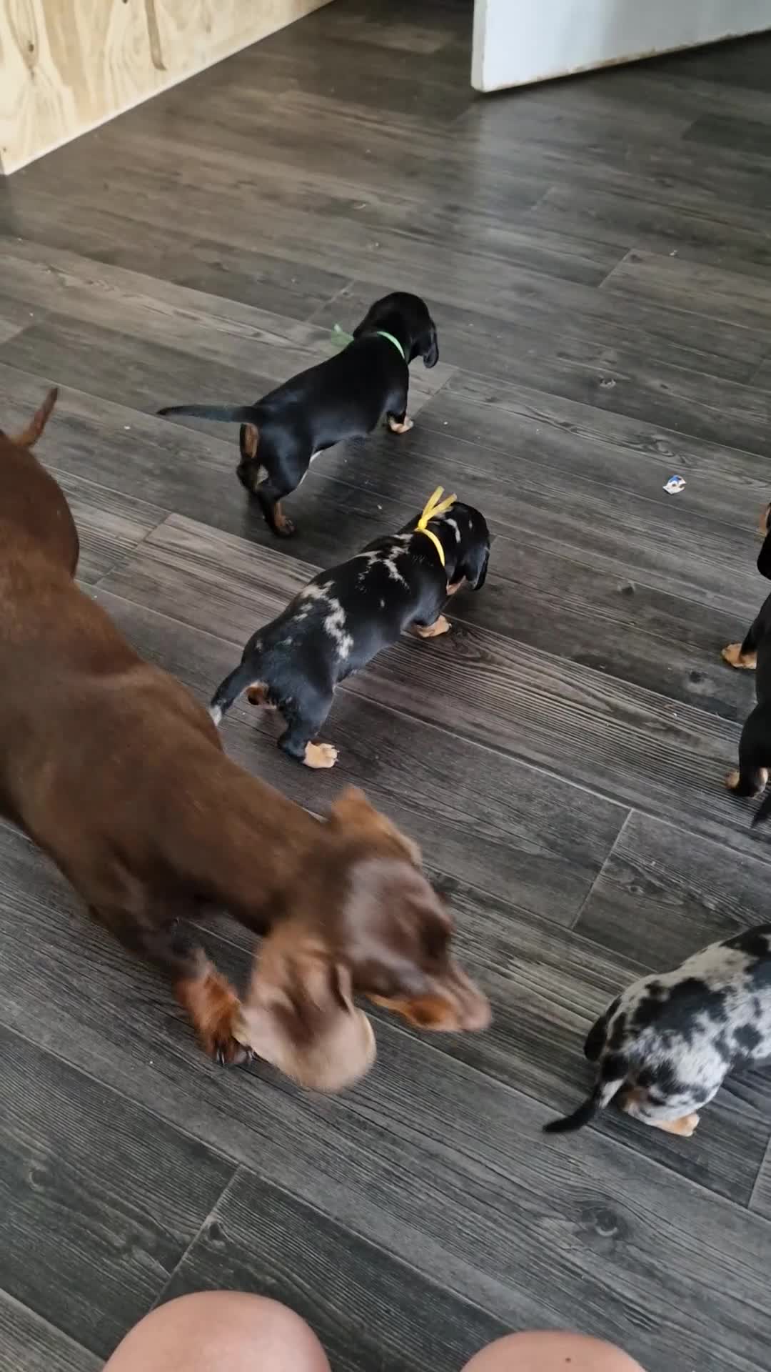 Dachshund dogs for sale: 2 boys remaining  - Video 2