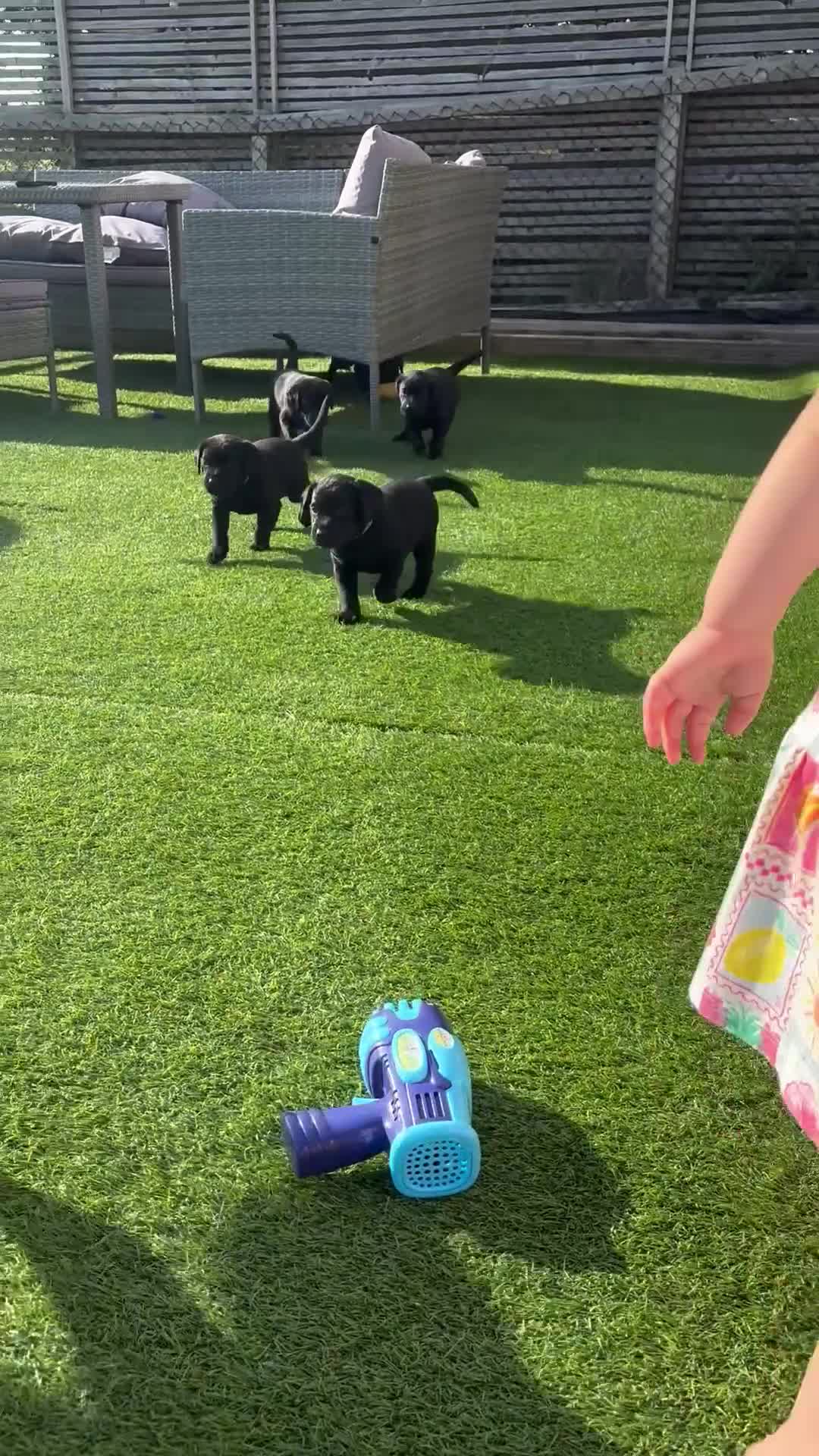 Labrador Retriever dogs for sale: Gorgeous English Labradors * 1 boy available*  - Video 1