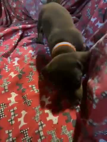 Miniature Dachshund dogs for sale: Dapple female - Video 1