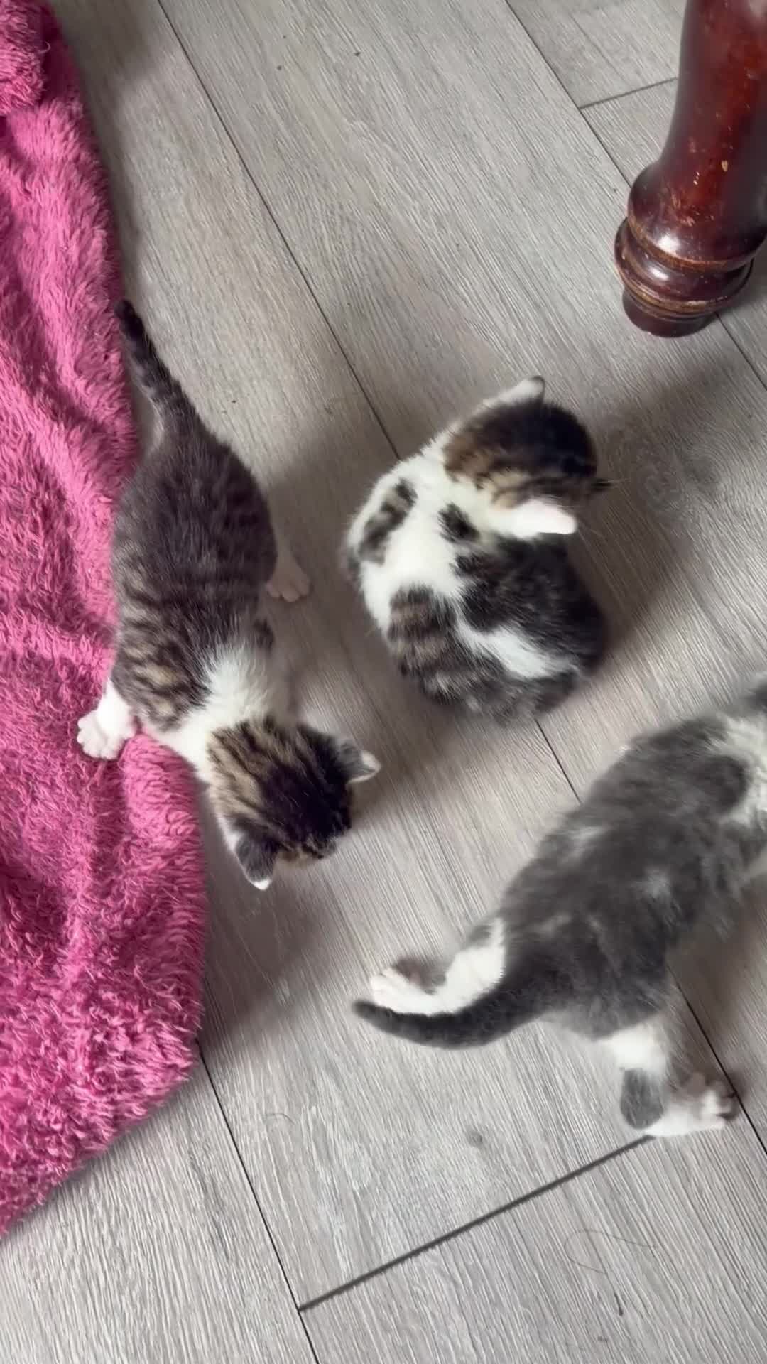 British Longhair cats for sale: 5 gorgeous kittens - Video 1