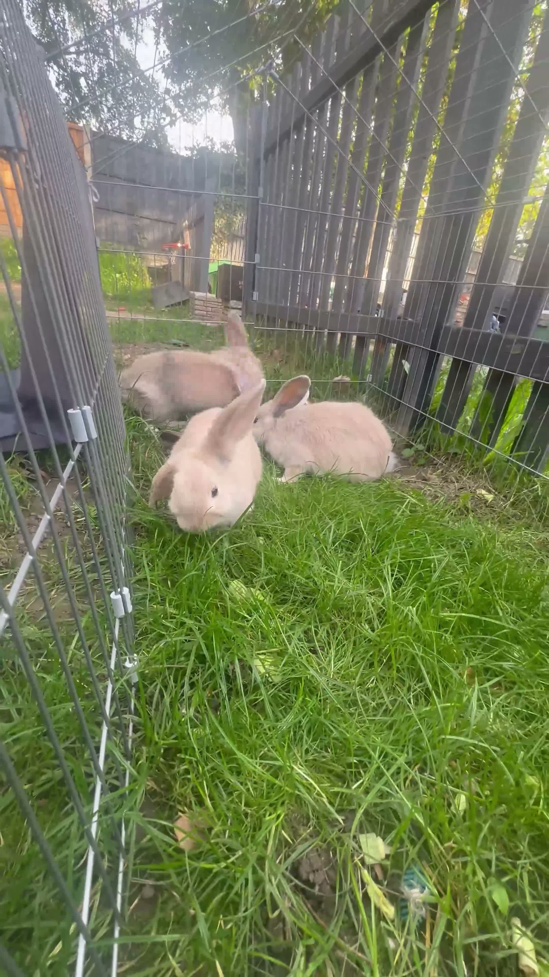 Mixed Breed rabbits for sale: Female rabbits  - Video 1