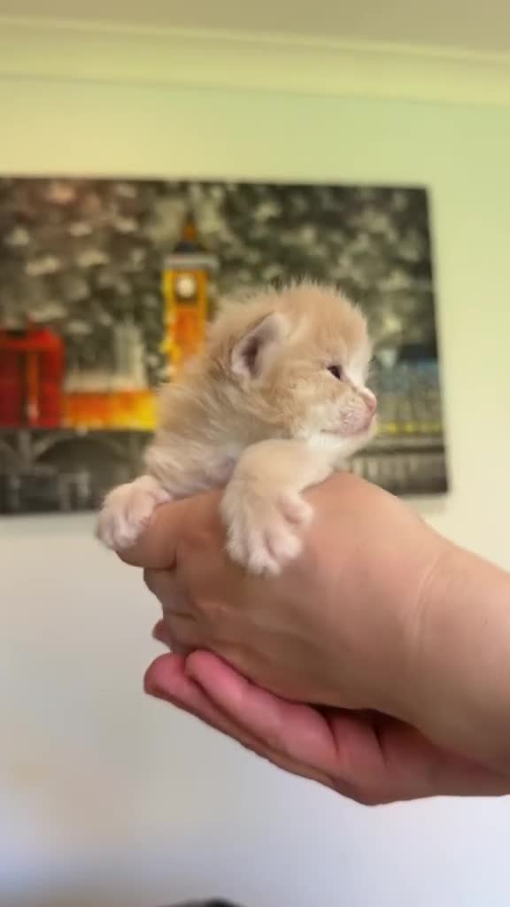 Ragcoon cats for sale: Rare Ragacoon Ragdoll x Maine Coon  - Video 1
