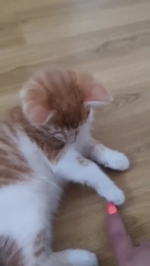 Mixed Breed cats for sale: 5 BEAUTIFUL KITTENS 😸 LOOKING FOR FOREVER HOME   - Video 5