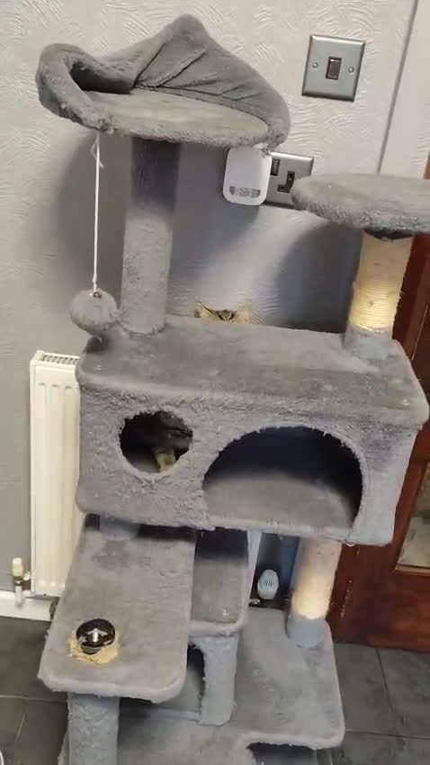 Mixed Breed cats for sale: Beautiful kittens ready for new home - Video 3