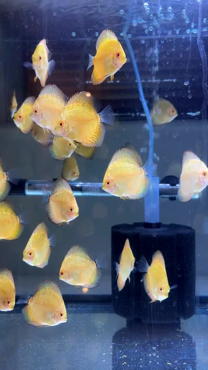 Discus fish for sale: Discus fish juveniles for sale - young and healthy in Birmingham - Video 1