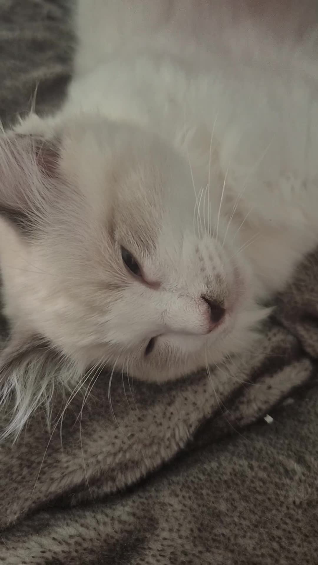 Ragdoll cats for sale: Two cuddly GCCF Ragdoll boys available 🩵 - Video 3