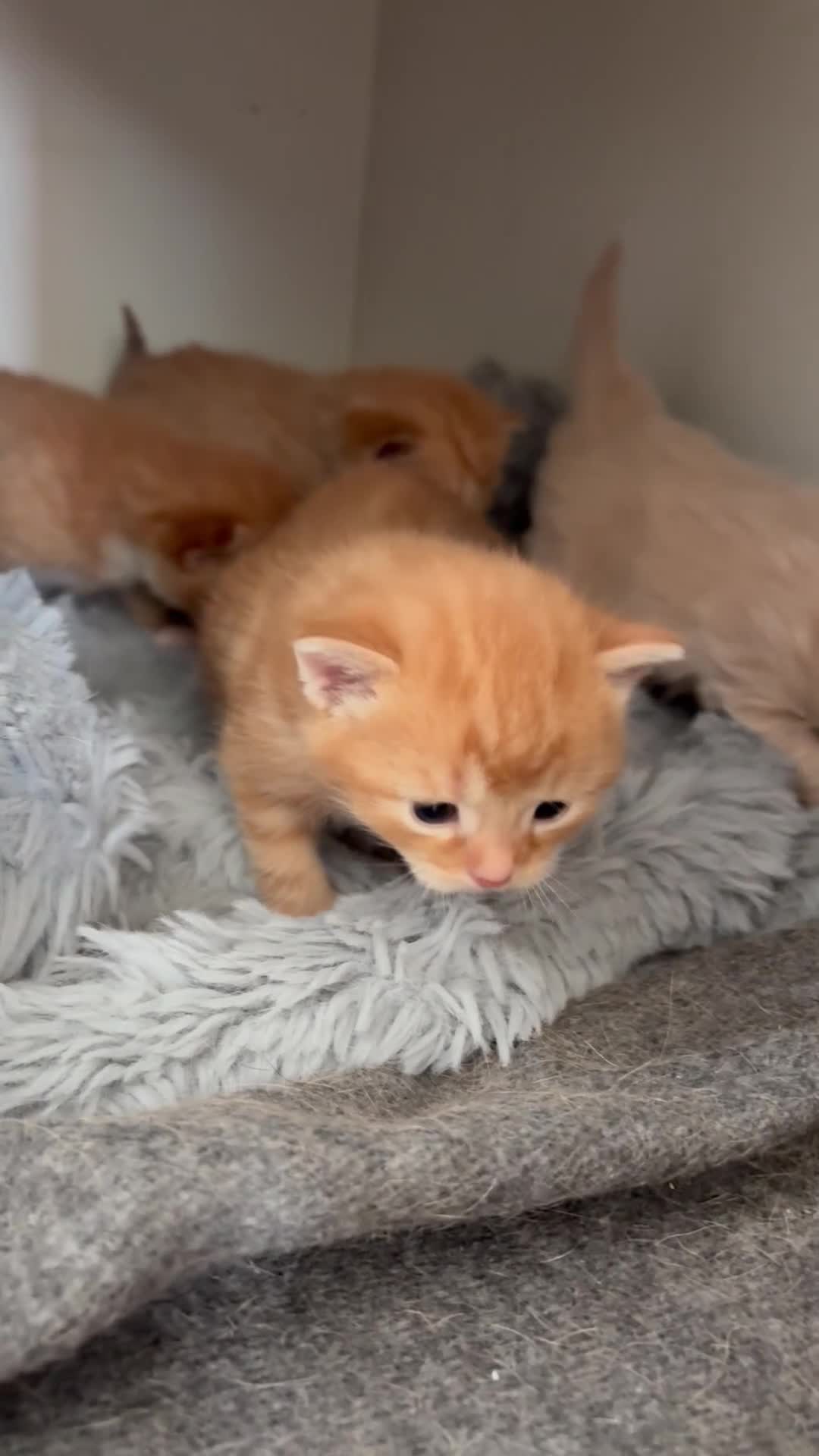 Mixed Breed cats for sale: Maine Coone x Ragdoll Full Ginger Litter - Video 2
