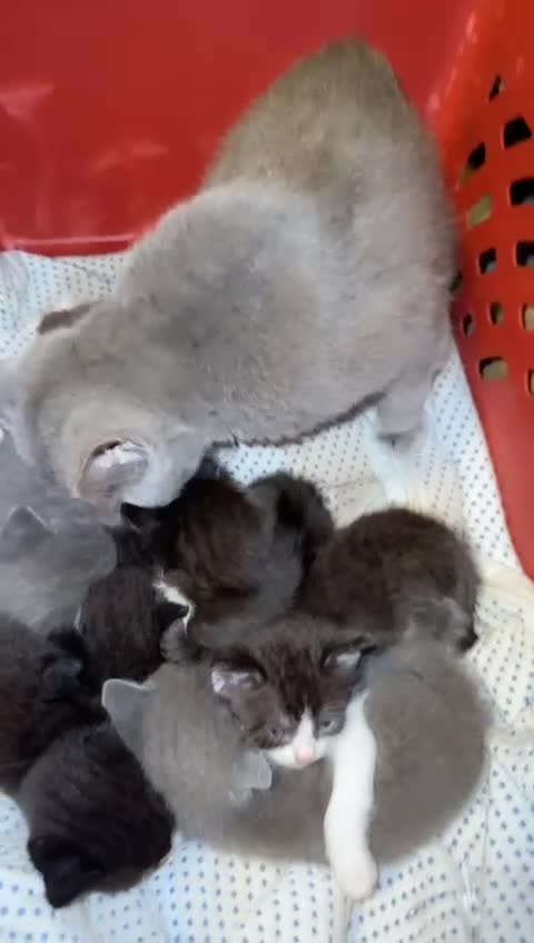 Mixed Breed cats for sale: British shorthair mixed breed kittens for sale  - Video 5