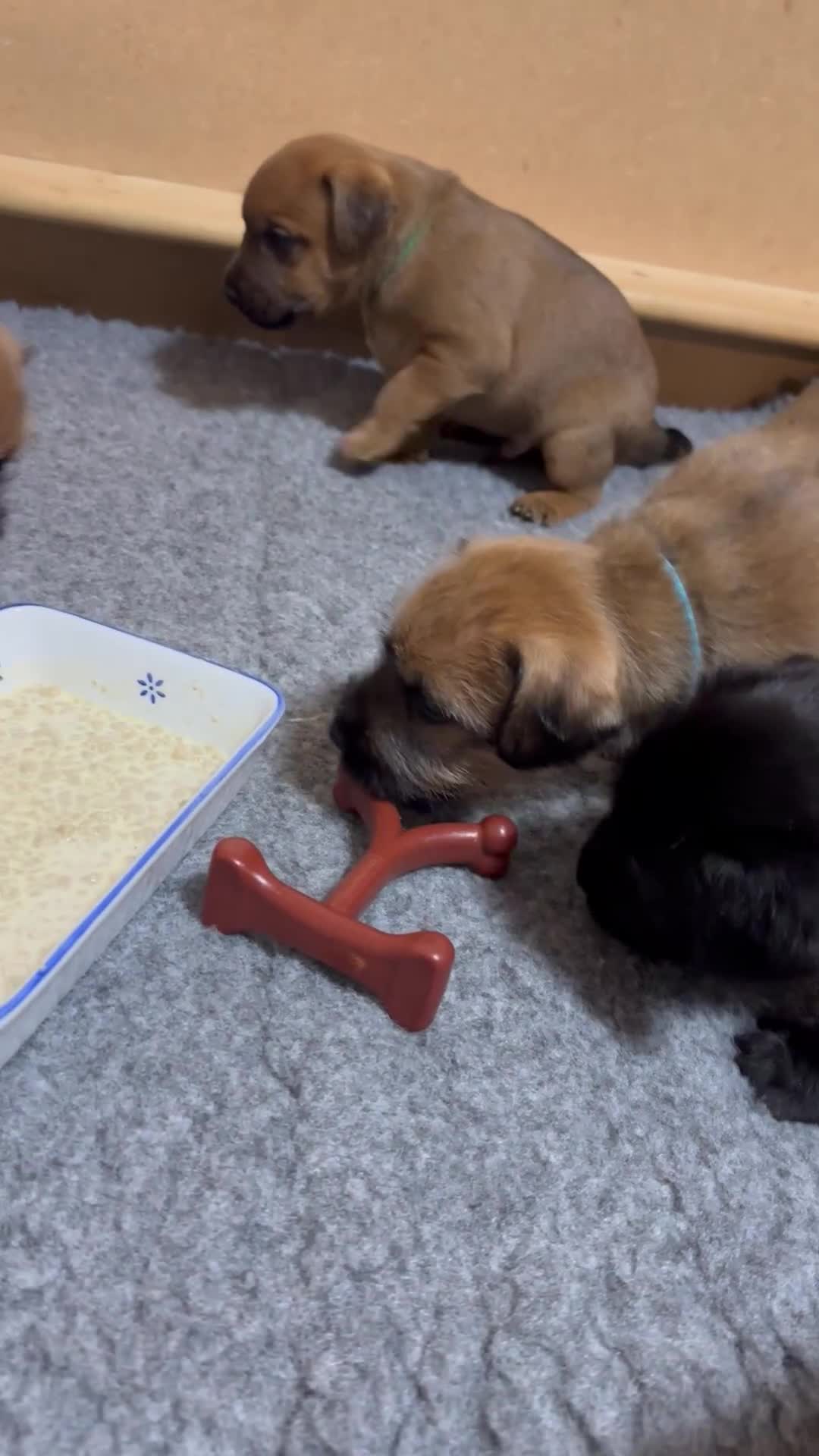 Patterdale Terrier dogs for sale: 5 Gorgeous Patterdale Puppies  - Video 3