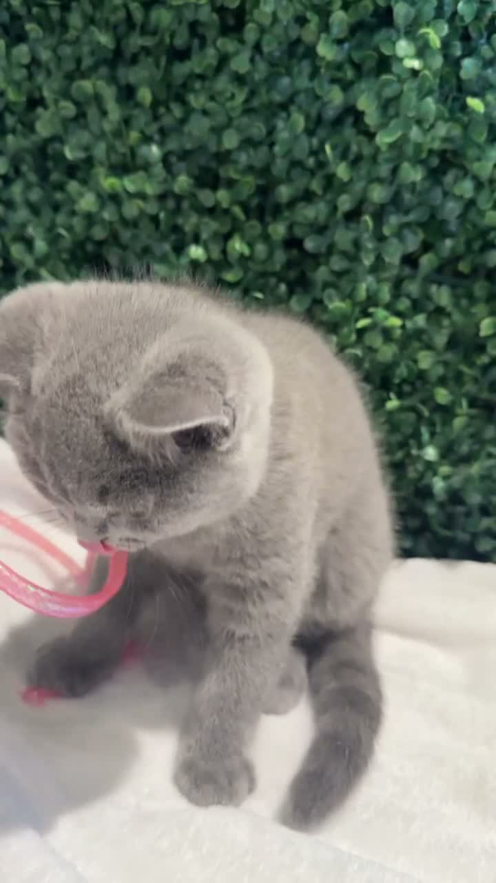 British Shorthair cats for sale: 💐British Shorthair Kittens (Blue)💐 - Video 2