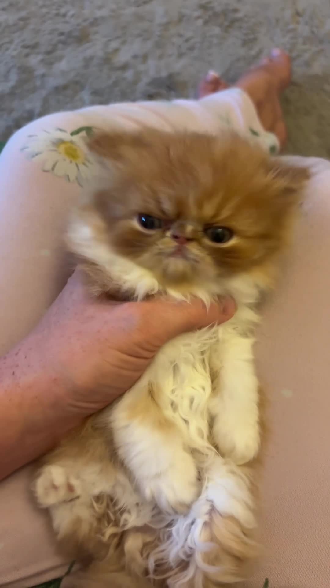 Persian cats for sale: 💖💖🐈💙💙 Persian kittens 💙💙🐈‍⬛💖💖 - Video 2
