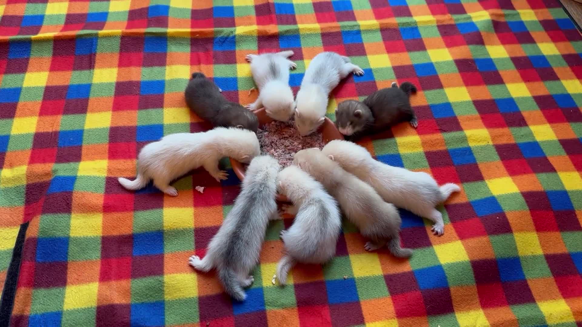 Ferret rodents for sale: Ferret Kits For Sale (Semi Angora)  - Video 1