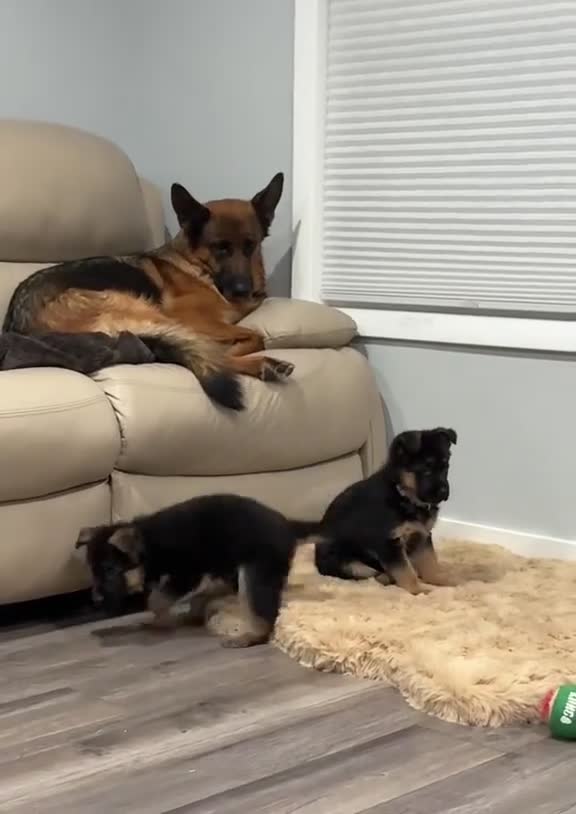 German Shepherd dogs for sale: 100% Healthy Pure Breed  German Shepherd Puppies  - Video 1