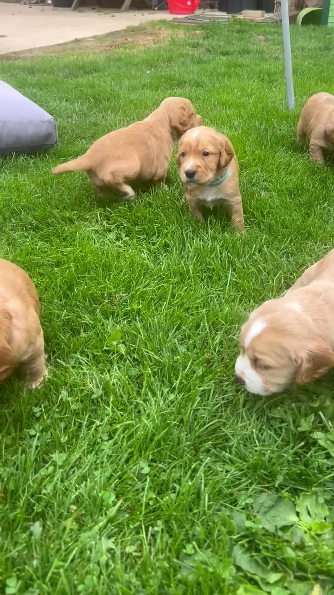 Cocker Spaniel dogs for sale: Gorgeous working cocker spaniel puppies - Video 1