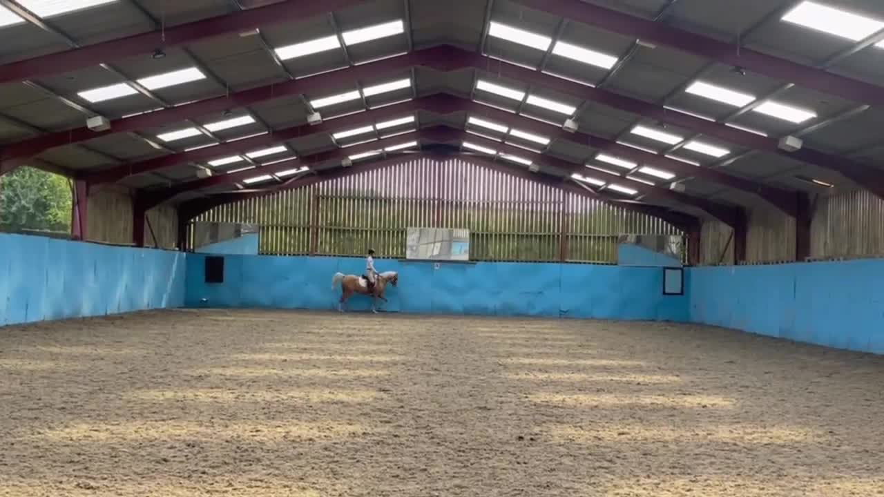 Arabian horse horses for sale: Superb Part Bred Arab  - Video 1
