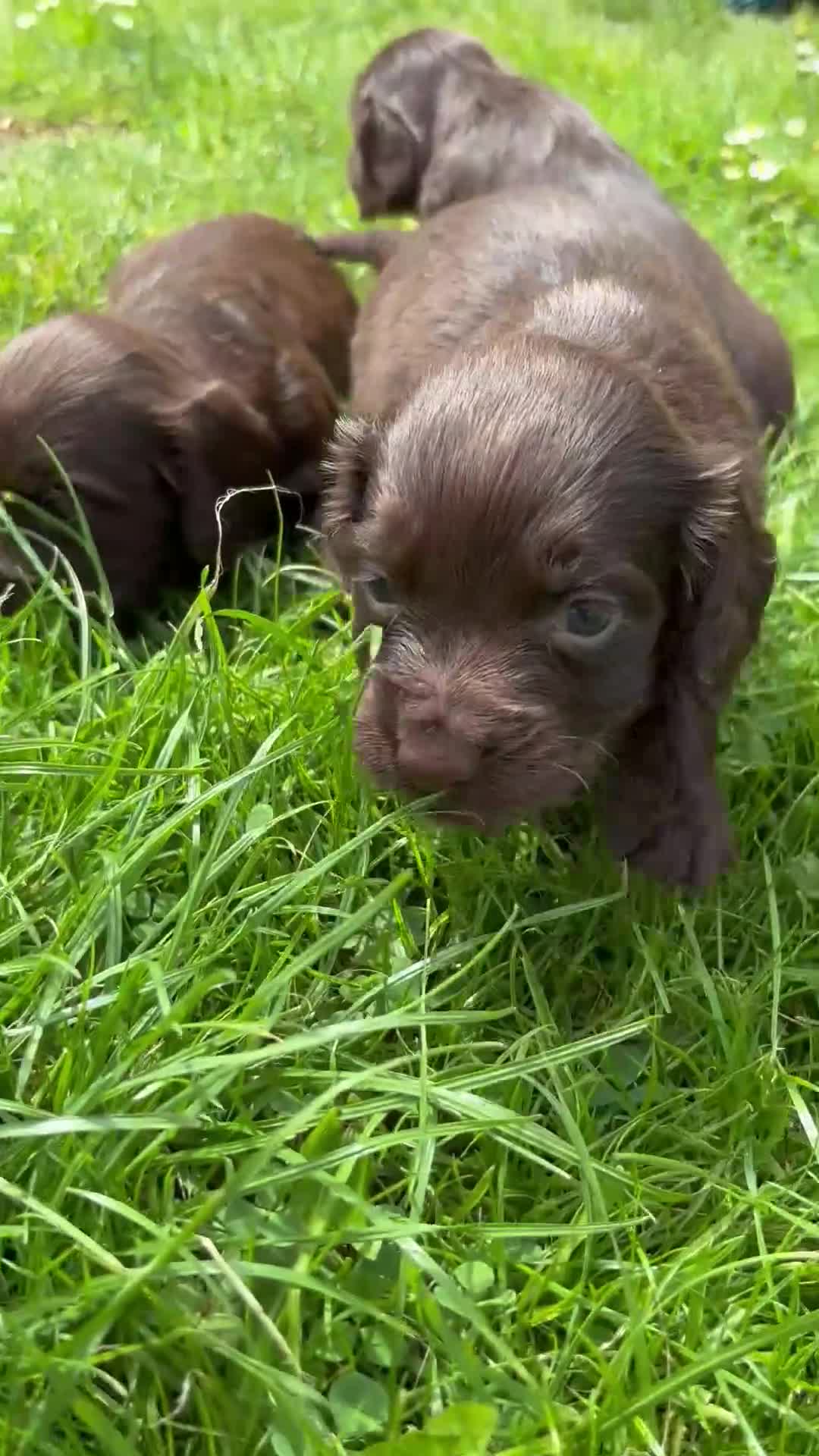Cocker Spaniel dogs for sale: Chocolate working cocker spaniel puppies - Video 1