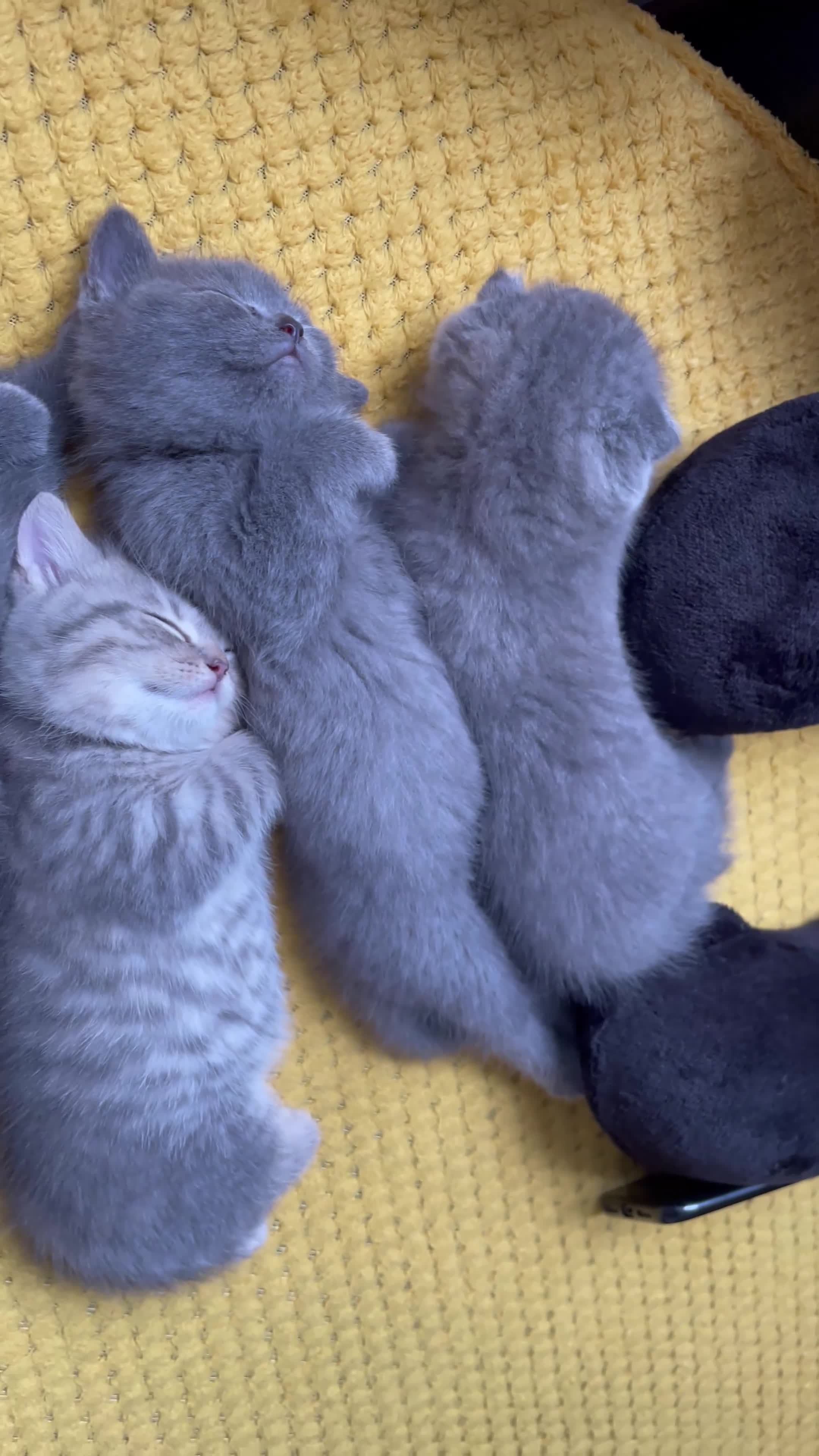 Scottish Fold cats for sale: Scotish straight/ fold  - Video 1