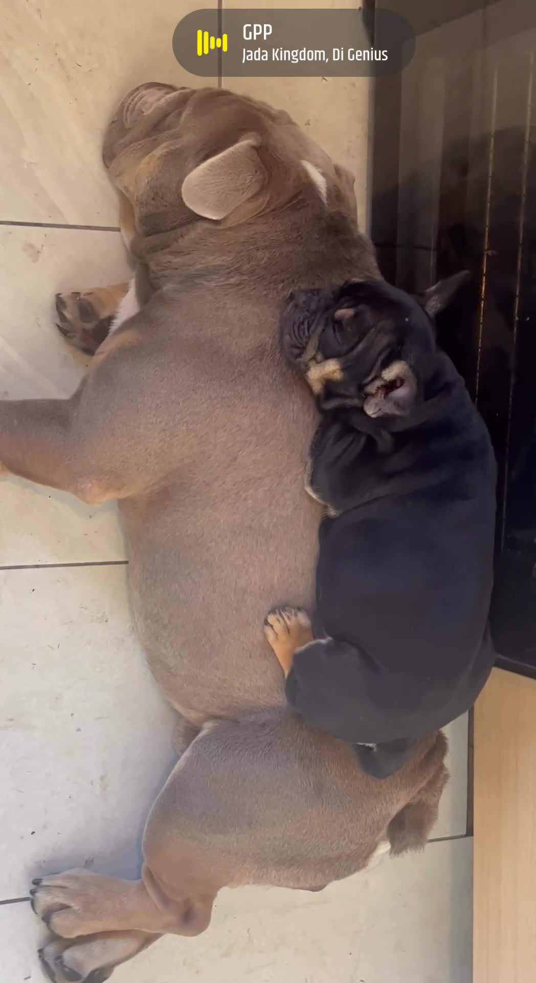 English Bulldog dogs for stud: 💚 KYLO 💚 - Video 1