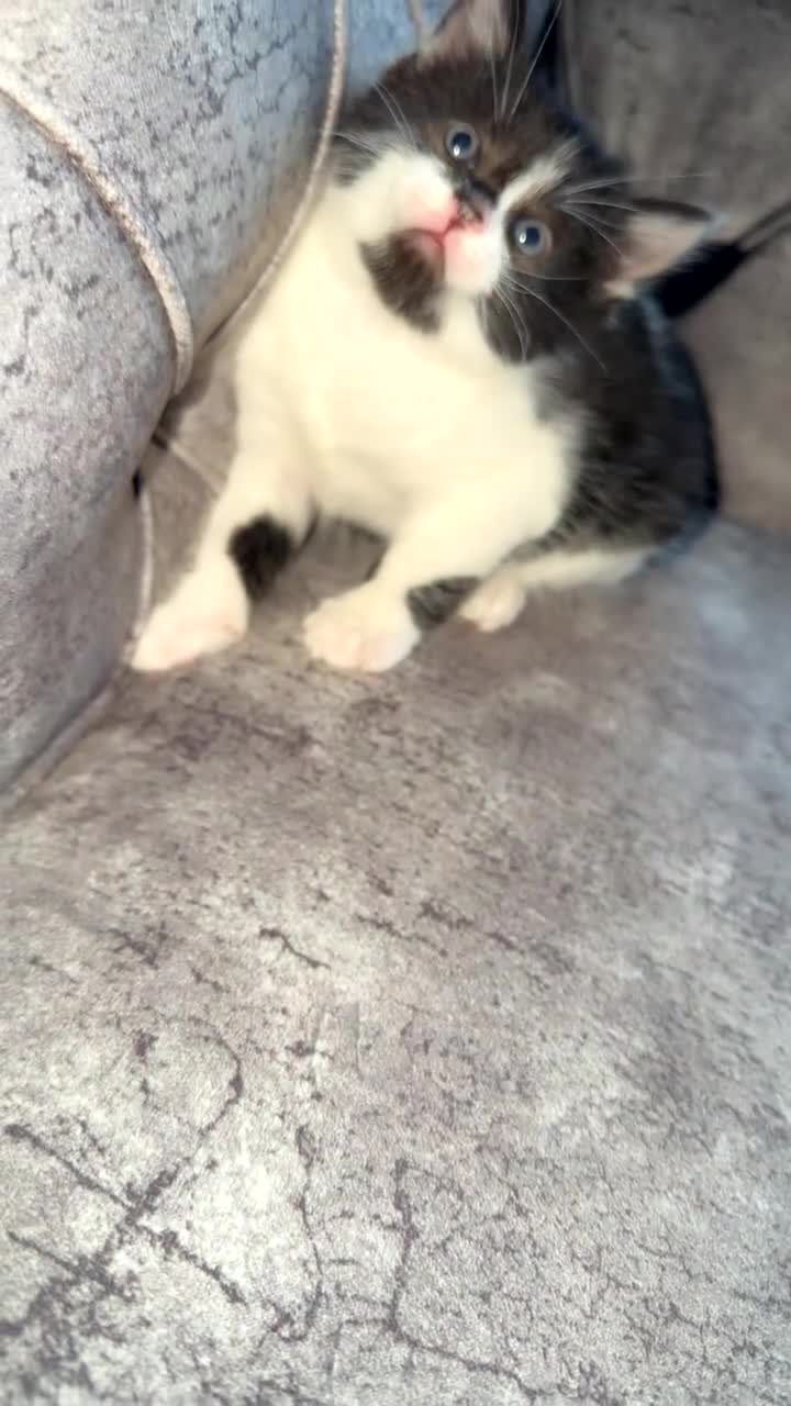 Domestic Shorthair cats for sale: Beautiful tabby and black-and-white kitten - Video 5