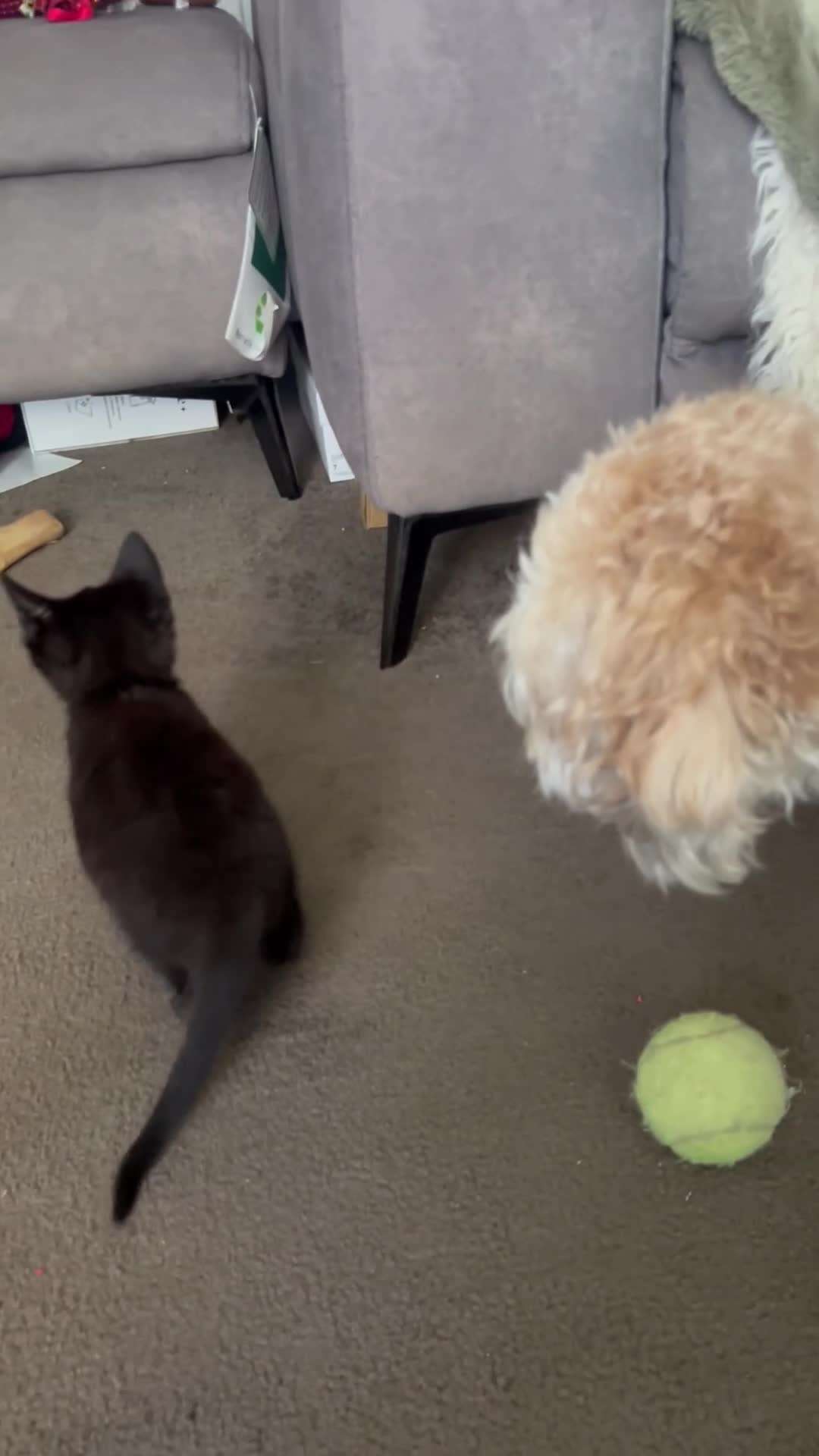 British Shorthair cats for sale: Lovely little kitten in need of a good home in Sheffield - Video 1