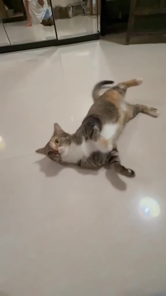 Arabian Mau cats for adoption: Mila is available for adoption  - Video 2
