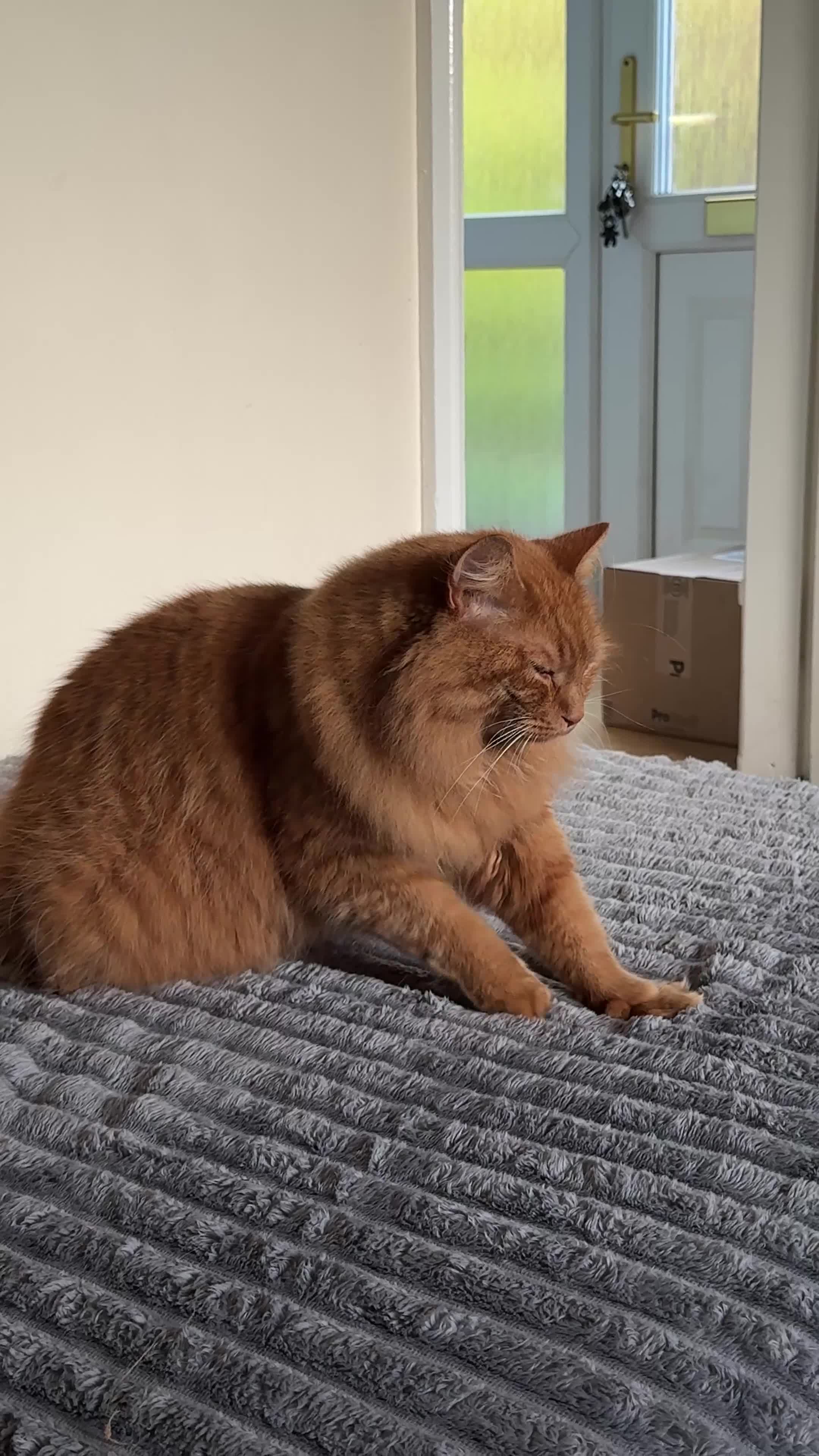 Mixed Breed cats for sale: Two adults cats for rehoming - Video 3