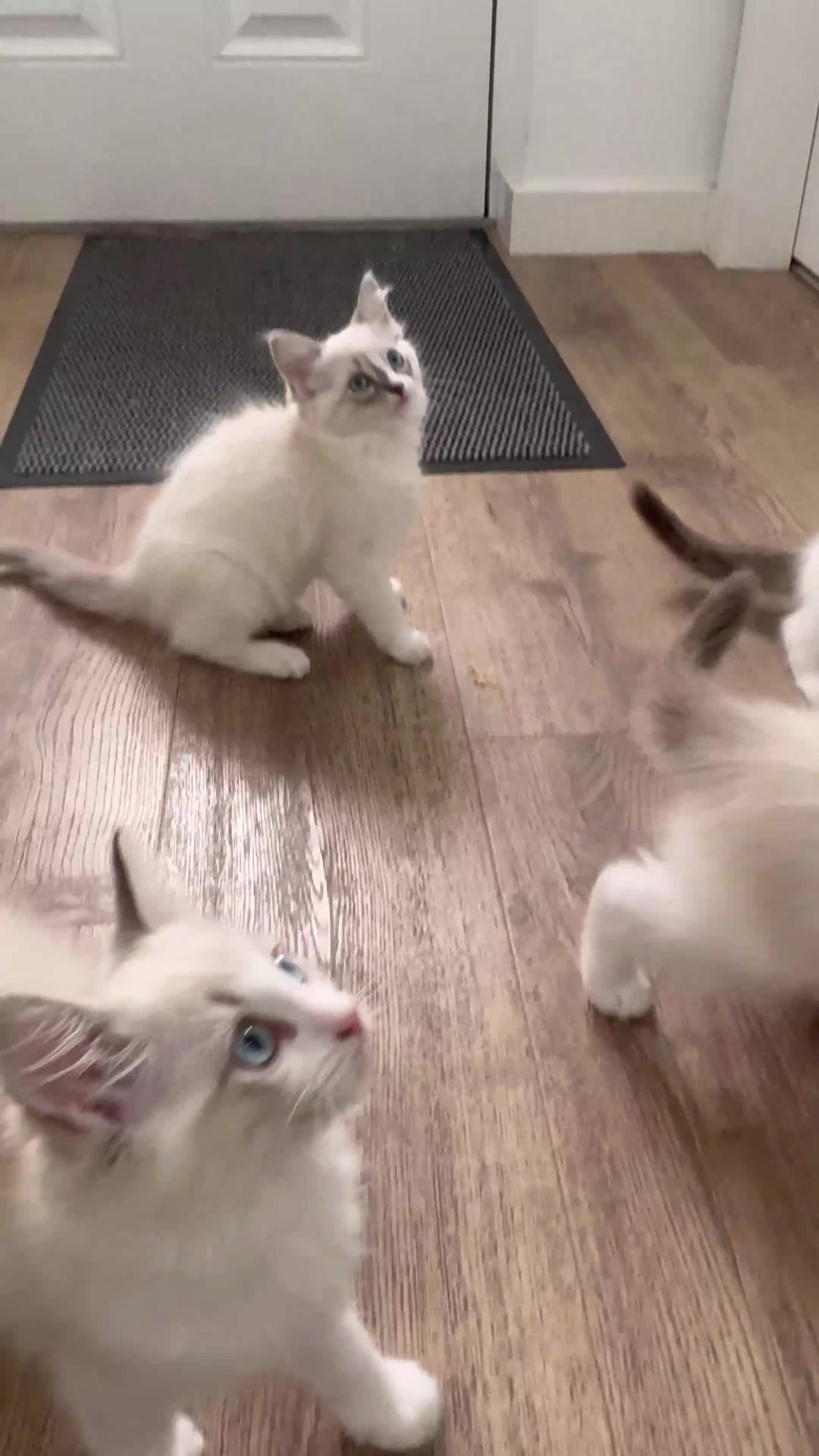 Ragdoll cats for sale: Beautiful Ragdoll Kittens - Video 1