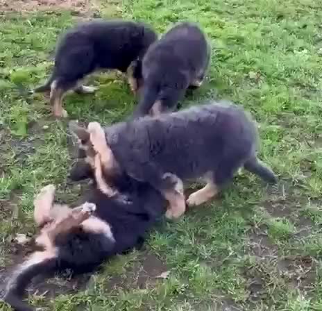 German Shepherd dogs for sale: Exceptional litter of KCreg German shepherds - Video 1