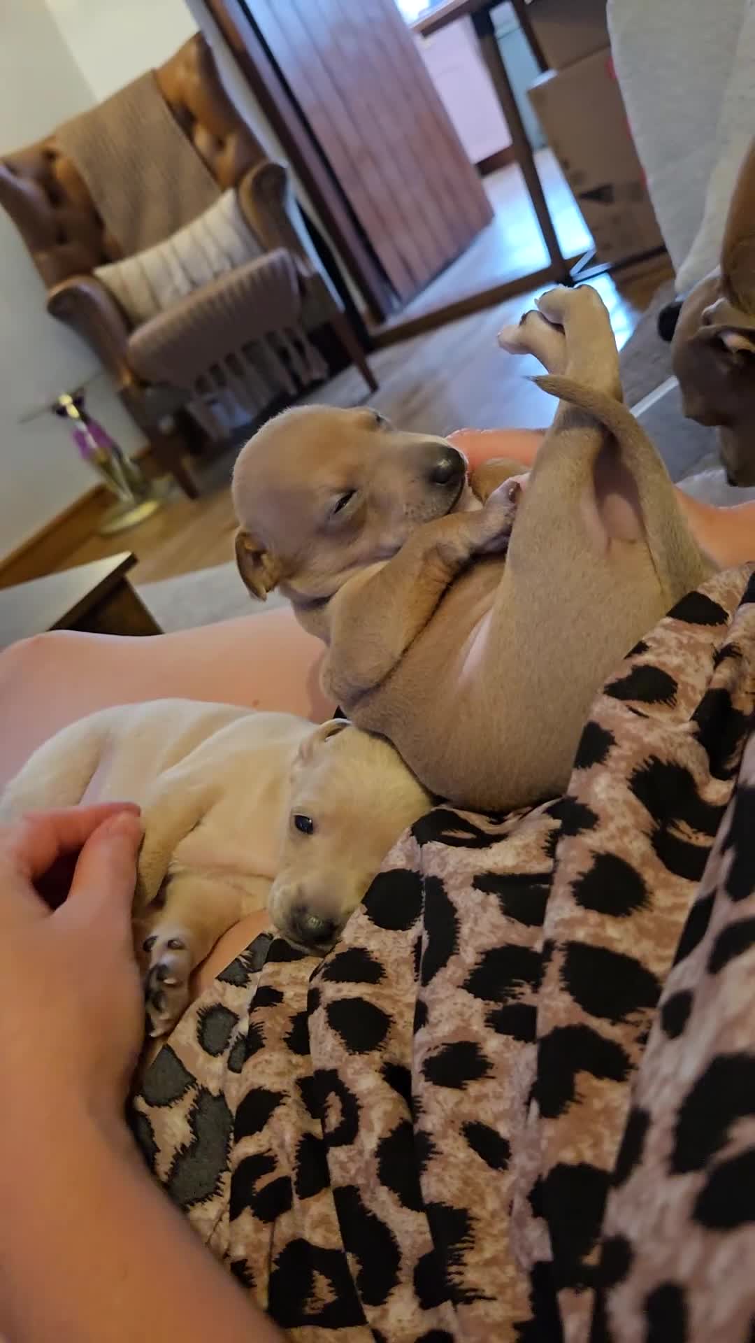 Italian Greyhound dogs for sale: 2 tiny KC registered Italian Greyhound boys - Video 1