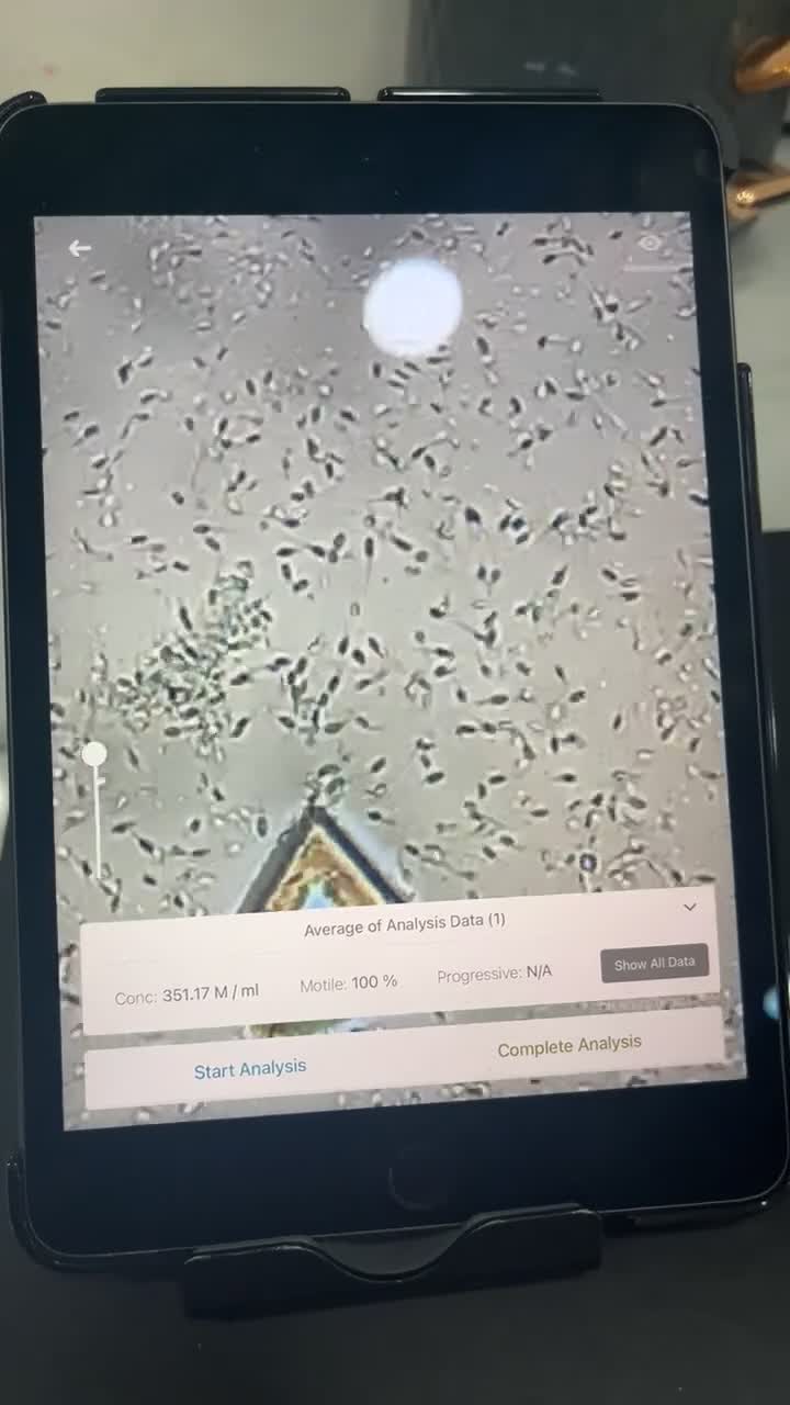 English Bulldog dogs for stud: DwKc registered platinum and tan Merle stud only  in Saint Helens - Video 1