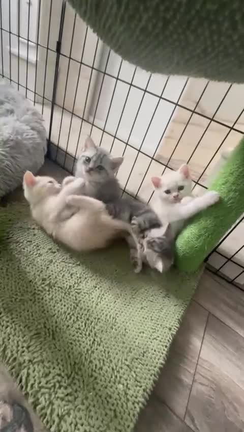 British Shorthair cats for sale: Last Chunky Golden Boy  ❤️ - Video 3