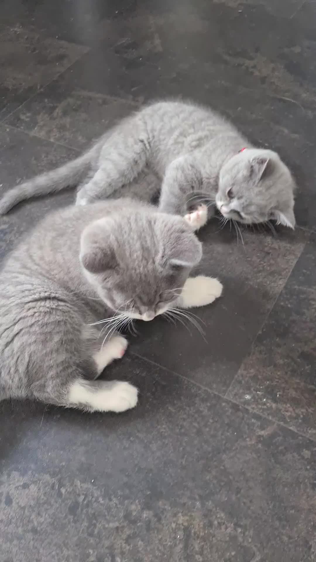 Himalayan cats for sale: Bicolour British shorthair Kittens - Video 2