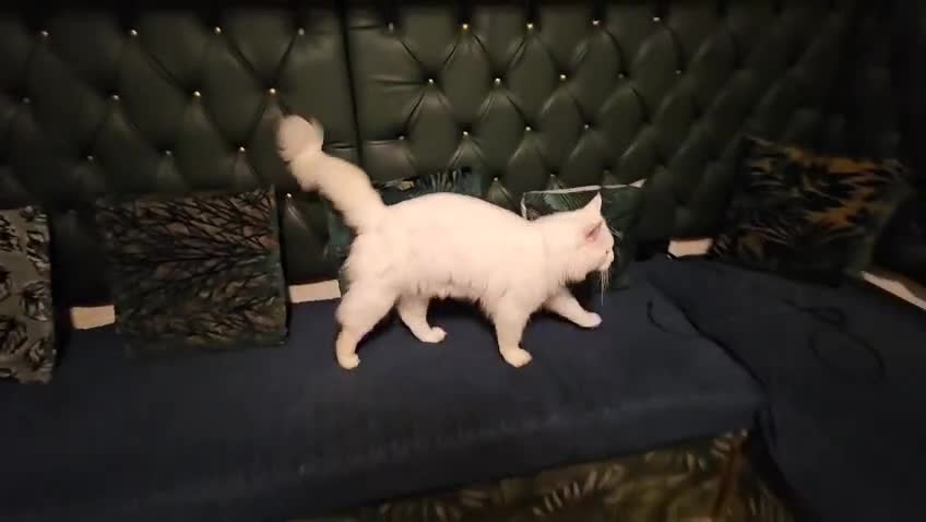 Maine Coon cats for sale: Stunning Maine Coon male - Video 3