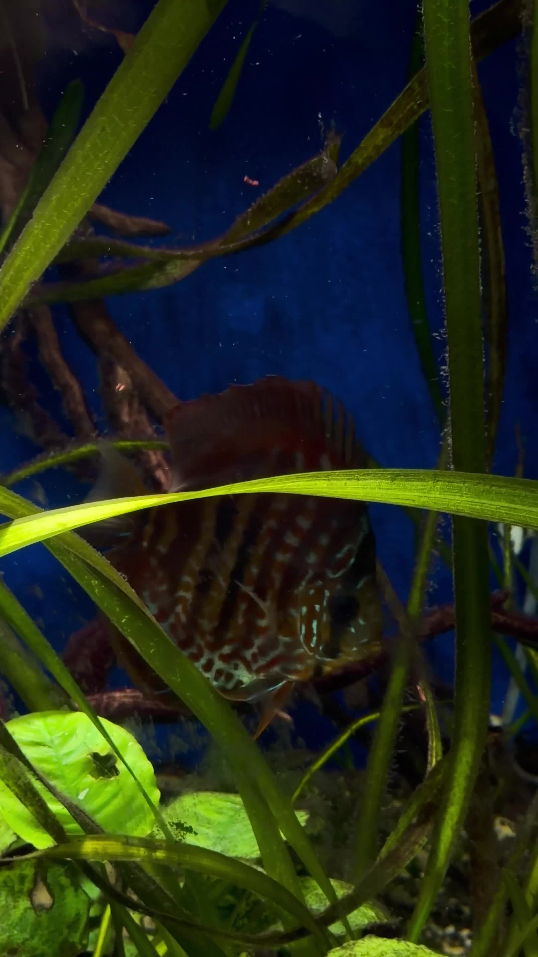 Discus fish for sale: Discus for sale  - Video 1