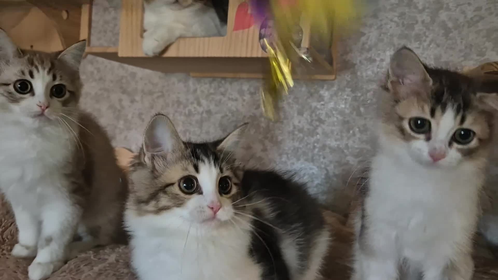 Munchkin cats for sale: Munchkin × British Longhair  - Video 2