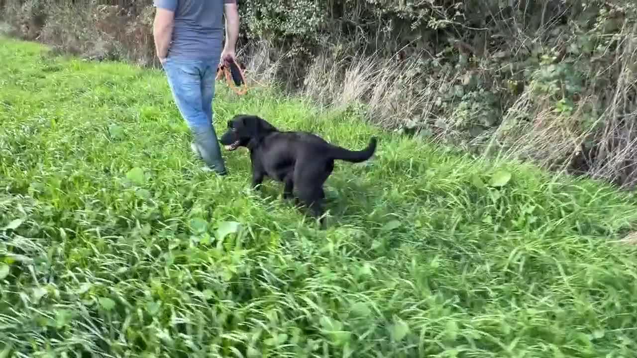 Labrador Retriever dogs for sale: Adult - KC Registered Black Labrador Retriever  - Video 1
