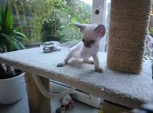 Devon Rex cats for sale: Devon Rex point💙blue eyes💙 - Video 4